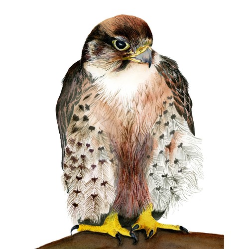 Lanner falcon bird - lanner,