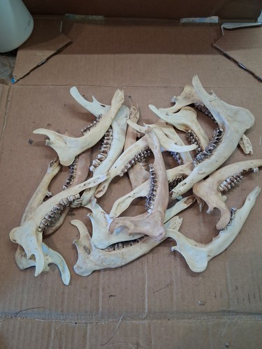 Jaws roe deer muntjac - roe,