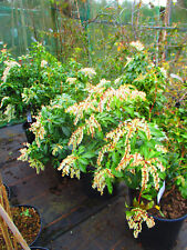 3ft inc. pot 15litre size