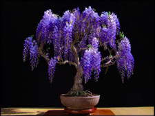 Bolusanthus speciosus (Tree Wisteria) 10 Seeds - RARE Flowering Indoor Bonsai UK