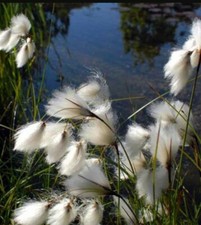 1 x clump cotton grass