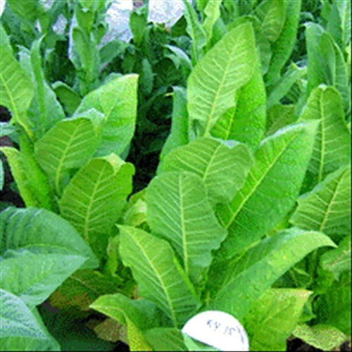 Tobacco seeds pack - ky, of