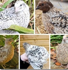 12 X  Coturnix Quail Eggs