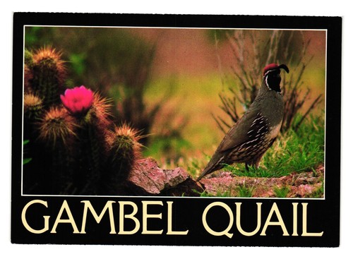 Gambel quail postcard scenic - gambel,