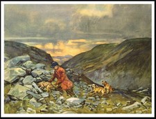 BORDER TERRIER DOGS AND