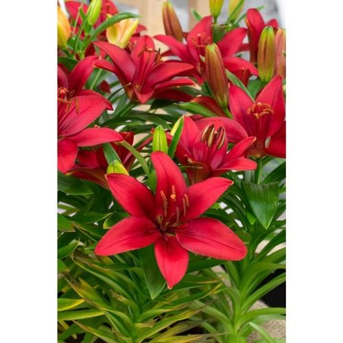 Lilium asiatic red bulbs - red, 2