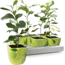 Potted Citrus Lime Tree Houseplant | Indoor Office Live Fruit Plant in 9cm Pot