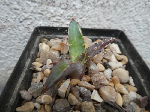 Agave lechuguilla shown - agave, in