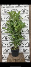 10 x Cherry Laurel Hedging Plants (90-125cm 3ft Tall) ,Prunus Rotundifolia