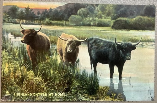 Highland cattle home - cattle, at