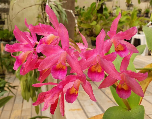 Cattleya guatemalensis species - cattleya,
