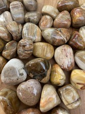 Fossilised Petrified Wood