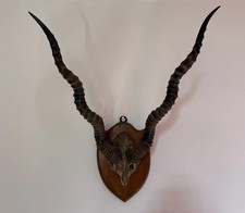 Large ANTIQUE   Victorian ANTELOPE  MOUNTED AS A WALL TROPHY  London 1886 