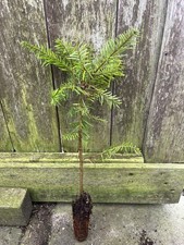 Grand Fir 40/60cm (Cell) Abies grandis - Evergreen Tree for Gardens