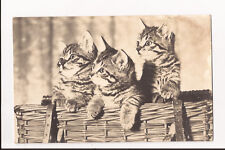 (e94)  3 Kittens in A Basket  Cats, c1910 - Used