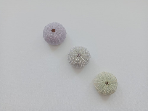 Colorful sea urchins - colorful, for