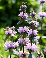 PHLOMIS tuberosa 'Prima Donna' - Hardy Perennial Plant - ex 9cm (P9) Pot