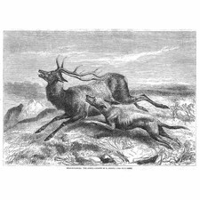 HUNTING Deer Stalking; The Chase - Antique Print 1856