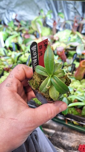 Nepenthes ulukaliana - nepenthes,