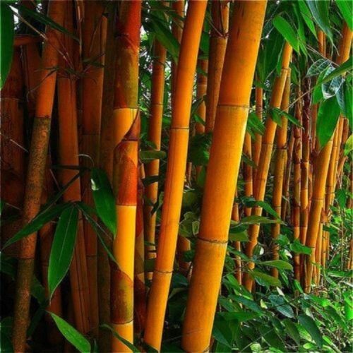 100 yellow giant - 100, bamboo