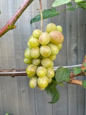 GRAPE FRUIT VINE IN POT
