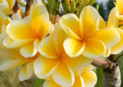 Plumeria rubra azteca gold - "azteca, gold"
