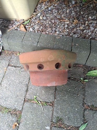 Terracotta pepper pot mushroom - terracotta,