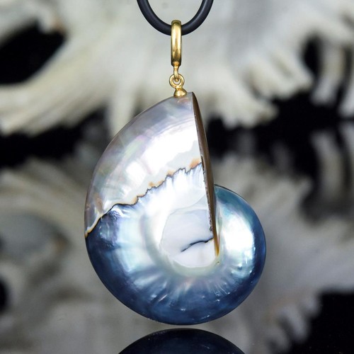 Osmena pearl shell - pearl,