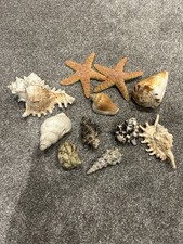 Large Sea Shells Bundle