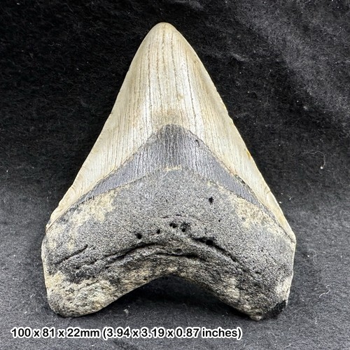 Authentic carcharodon