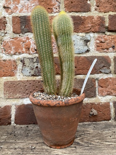 Cacti weberbauerocereus - cacti,