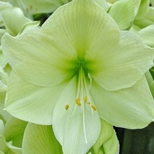 Amaryllis Luna. Massive