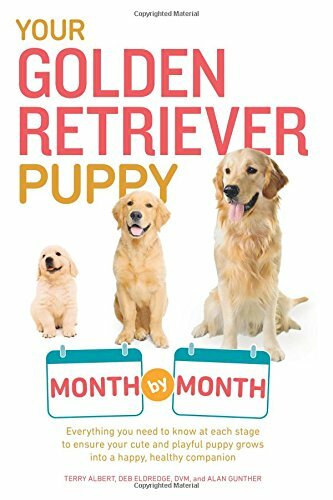 Your golden retriever puppy - golden,