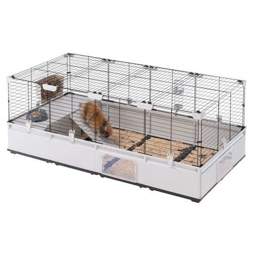 Rabbits guinea pig - guinea,