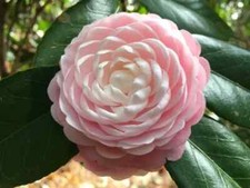 **PINK PERFECTION**Unique