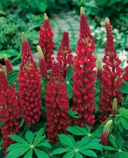 18 x Lupin Red Russel The