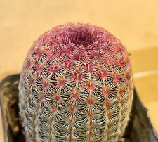 Echinocereus Rigidissimus