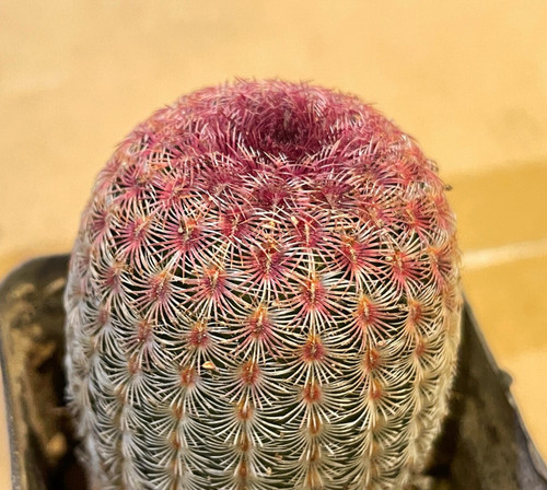 Echinocereus rigidissimus - echinocereus,