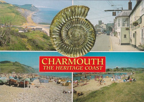 Charmouth dorset mint - dorset.,