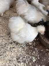 Silkie Eggs 6-Pack Non-Live