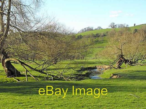 Photo 6x4 twisted willows - willows, by