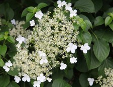 CLIMBING HYDRANGEA PLANT WHITE