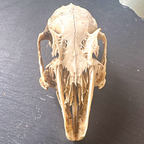 Real rabbit skull taxidermy - skull,