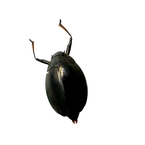 Whirlygig beetle dineutus - whirlygig,