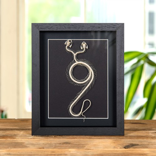 Two headed white lipped pit - two,
