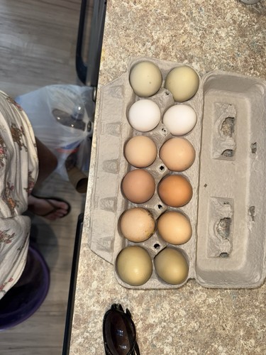 Bym fertile hatching - fertile, eggs-