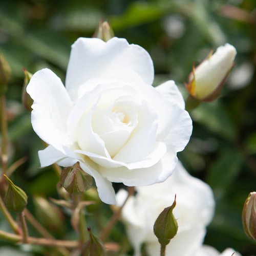 Bush rose plant iceberg - bush,