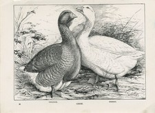 POULTRY TOULOUSE & EMBDEN GEESE ORIGINAL OLD 1911 ANTIQUE PRINT by  J. W. LUDLOW