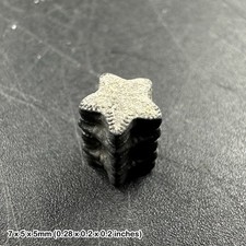 Jurassic Crinoid Star Stem