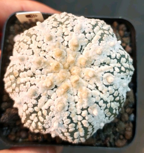 Astrophytum asterias snow - asterias,